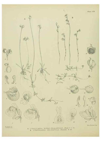 Reproducción/Reproduction 23651837890: Illustrations of the New Zealand flora /. Wellington :John Mackay, Govt. Printer,1914.