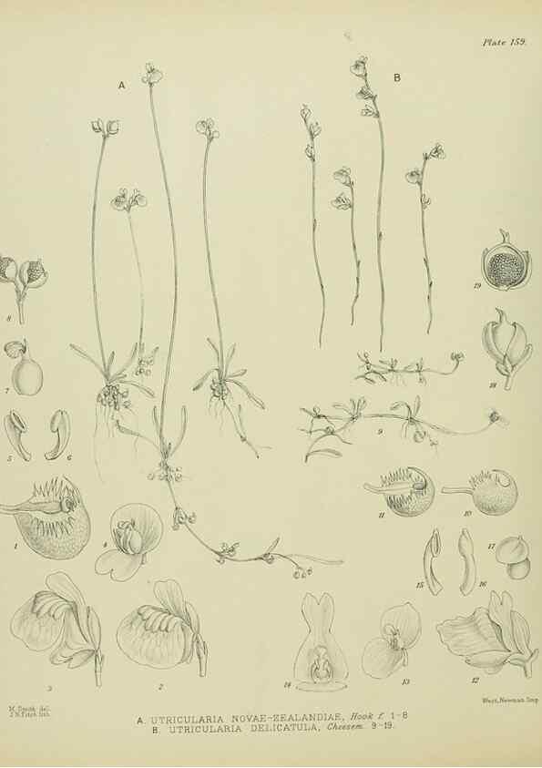 Reproducción/Reproduction 23651837890: Illustrations of the New Zealand flora /. Wellington :John Mackay, Govt. Printer,1914.