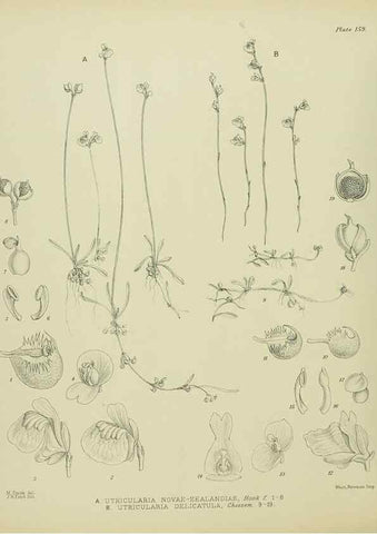 Reproducción/Reproduction 23651837890: Illustrations of the New Zealand flora /. Wellington :John Mackay, Govt. Printer,1914.