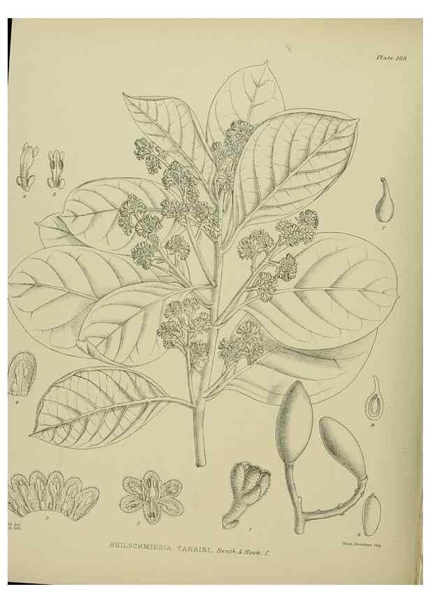 Reproducción/Reproduction 23320748763: Illustrations of the New Zealand flora /. Wellington :John Mackay, Govt. Printer,1914.