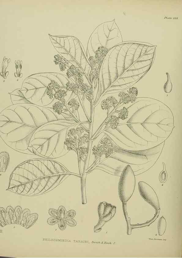 Reproducción/Reproduction 23320748763: Illustrations of the New Zealand flora /. Wellington :John Mackay, Govt. Printer,1914.