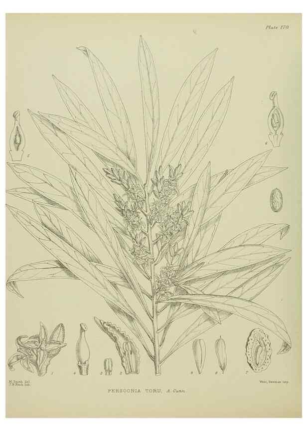 Reproducción/Reproduction 23319299144: Illustrations of the New Zealand flora /. Wellington :John Mackay, Govt. Printer,1914.
