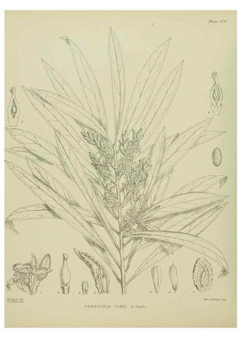 Reproducción/Reproduction 23319299144: Illustrations of the New Zealand flora /. Wellington :John Mackay, Govt. Printer,1914.