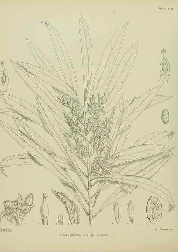 Reproducción/Reproduction 23319299144: Illustrations of the New Zealand flora /. Wellington :John Mackay, Govt. Printer,1914.