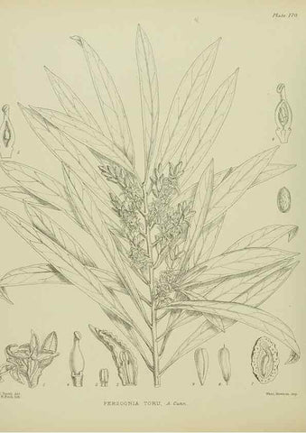 Reproducción/Reproduction 23319299144: Illustrations of the New Zealand flora /. Wellington :John Mackay, Govt. Printer,1914.