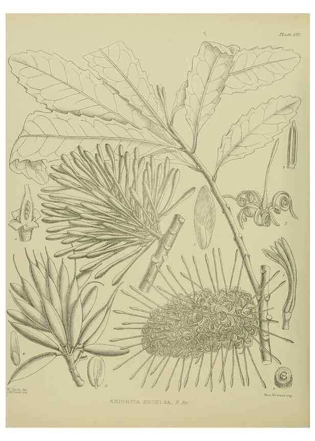 Reproducción/Reproduction 23320757253: Illustrations of the New Zealand flora /. Wellington :John Mackay, Govt. Printer,1914.