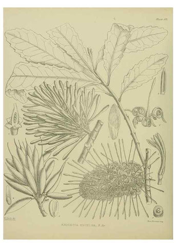 Reproducción/Reproduction 23320757253: Illustrations of the New Zealand flora /. Wellington :John Mackay, Govt. Printer,1914.