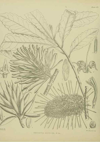 Reproducción/Reproduction 23320757253: Illustrations of the New Zealand flora /. Wellington :John Mackay, Govt. Printer,1914.