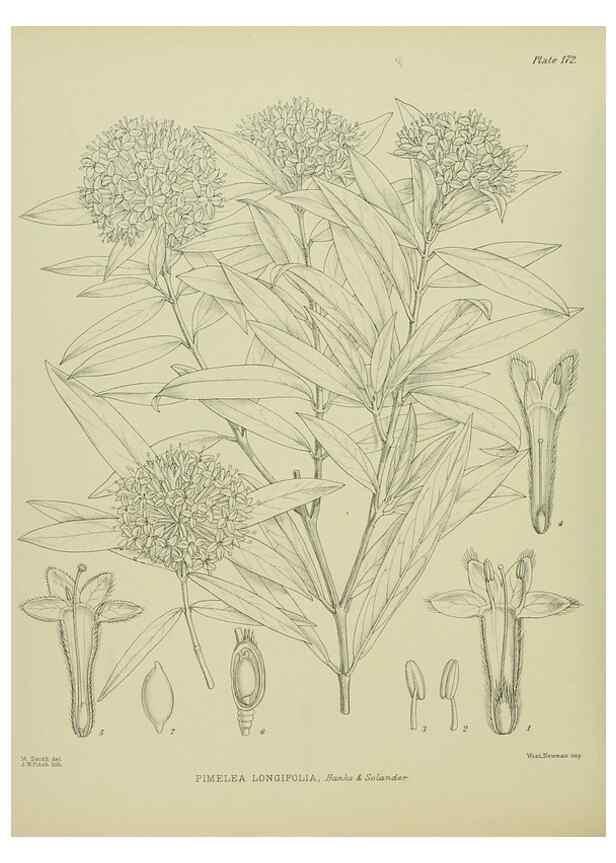 Reproducción/Reproduction 23319305984: Illustrations of the New Zealand flora /. Wellington :John Mackay, Govt. Printer,1914.