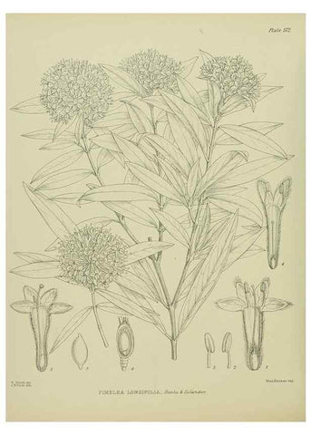Reproducción/Reproduction 23319305984: Illustrations of the New Zealand flora /. Wellington :John Mackay, Govt. Printer,1914.