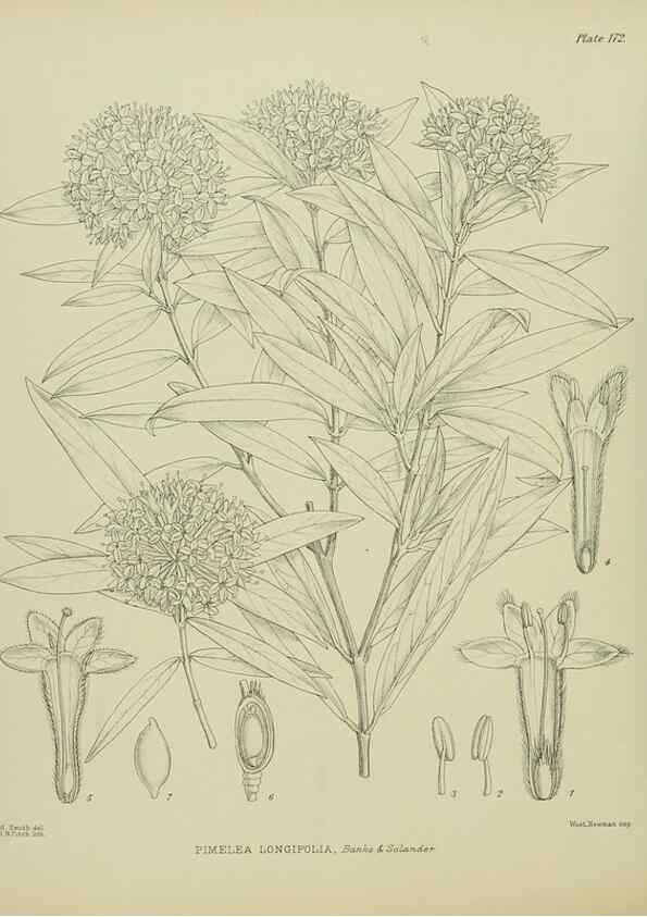 Reproducción/Reproduction 23319305984: Illustrations of the New Zealand flora /. Wellington :John Mackay, Govt. Printer,1914.