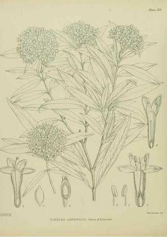 Reproducción/Reproduction 23319305984: Illustrations of the New Zealand flora /. Wellington :John Mackay, Govt. Printer,1914.