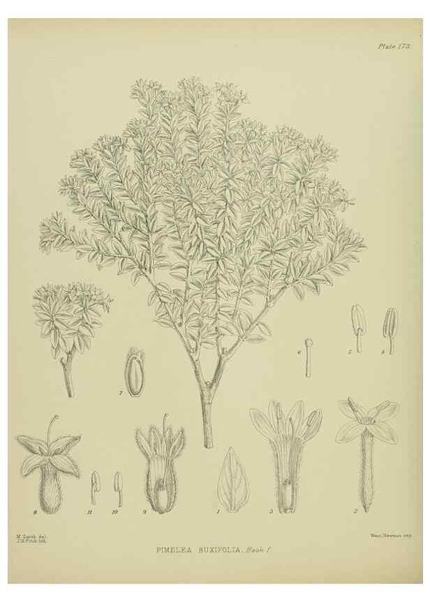 Reproducción/Reproduction 23320763563: Illustrations of the New Zealand flora /. Wellington :John Mackay, Govt. Printer,1914.