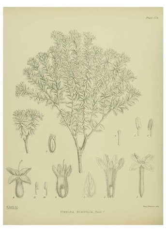 Reproducción/Reproduction 23320763563: Illustrations of the New Zealand flora /. Wellington :John Mackay, Govt. Printer,1914.