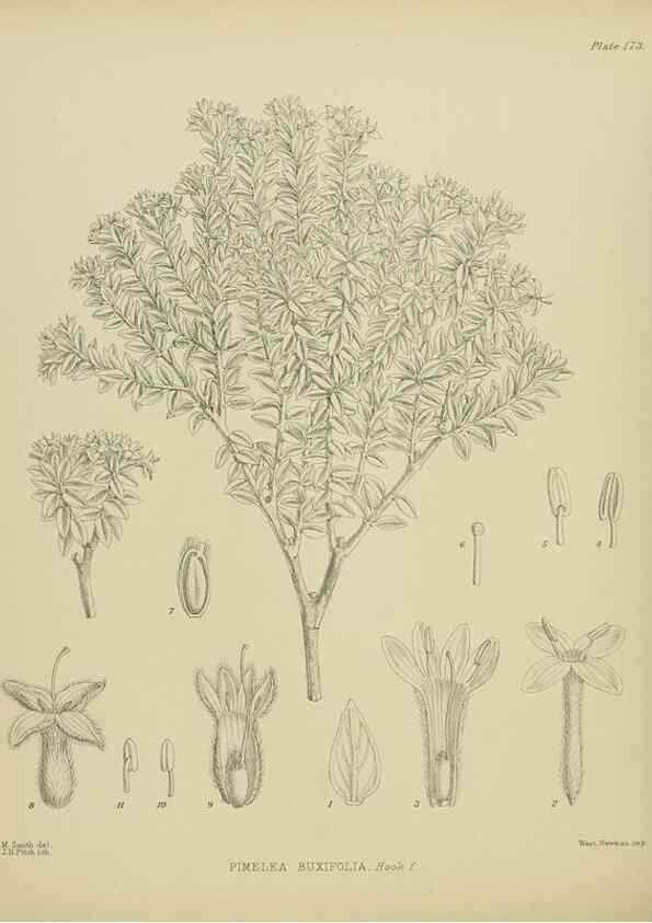 Reproducción/Reproduction 23320763563: Illustrations of the New Zealand flora /. Wellington :John Mackay, Govt. Printer,1914.