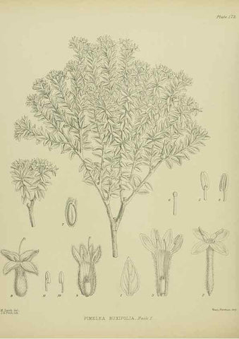 Reproducción/Reproduction 23320763563: Illustrations of the New Zealand flora /. Wellington :John Mackay, Govt. Printer,1914.