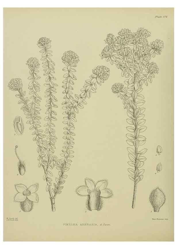Reproducción/Reproduction 23320766233: Illustrations of the New Zealand flora /. Wellington :John Mackay, Govt. Printer,1914.