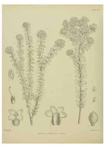 Reproducción/Reproduction 23320766233: Illustrations of the New Zealand flora /. Wellington :John Mackay, Govt. Printer,1914.