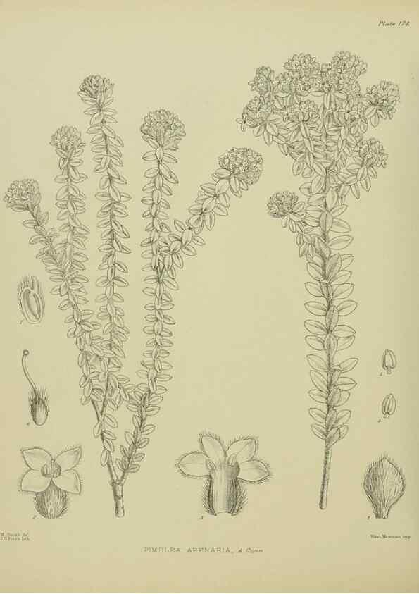 Reproducción/Reproduction 23320766233: Illustrations of the New Zealand flora /. Wellington :John Mackay, Govt. Printer,1914.