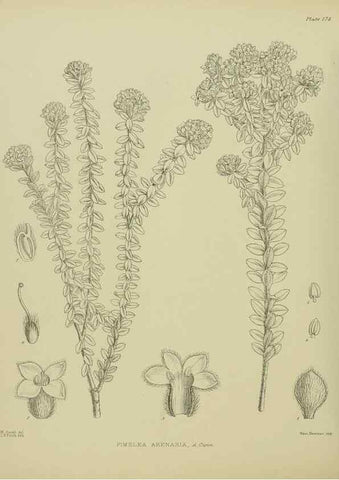 Reproducción/Reproduction 23320766233: Illustrations of the New Zealand flora /. Wellington :John Mackay, Govt. Printer,1914.