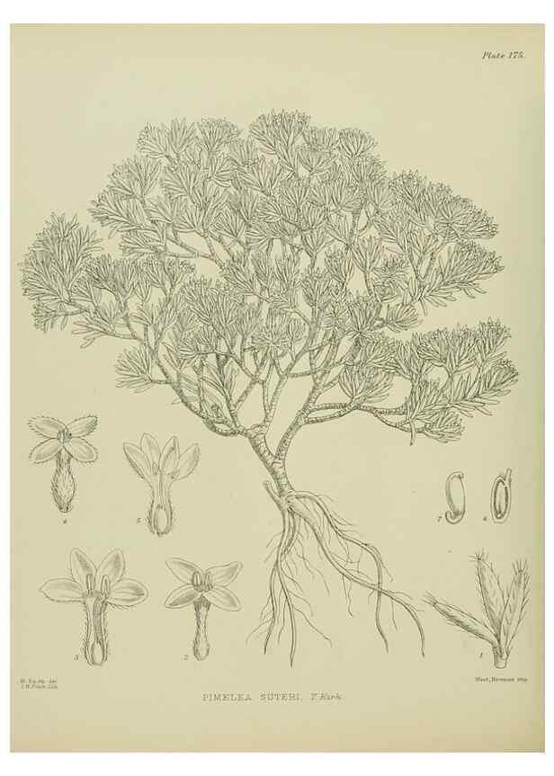 Reproducción/Reproduction 23921463696: Illustrations of the New Zealand flora /. Wellington :John Mackay, Govt. Printer,1914.