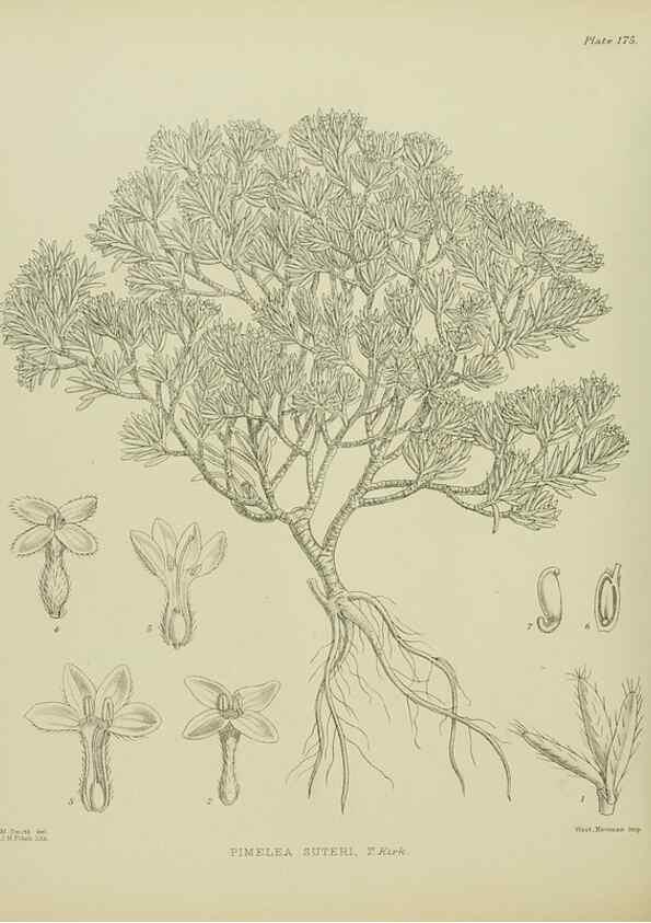 Reproducción/Reproduction 23921463696: Illustrations of the New Zealand flora /. Wellington :John Mackay, Govt. Printer,1914.