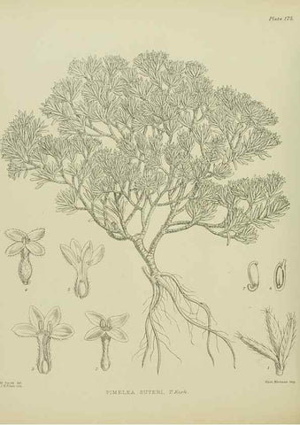 Reproducción/Reproduction 23921463696: Illustrations of the New Zealand flora /. Wellington :John Mackay, Govt. Printer,1914.