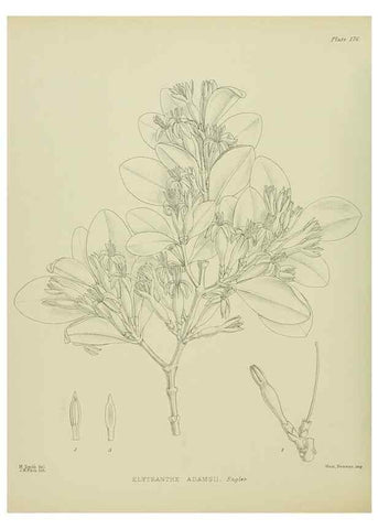 Reproducción/Reproduction 23320771443: Illustrations of the New Zealand flora /. Wellington :John Mackay, Govt. Printer,1914.