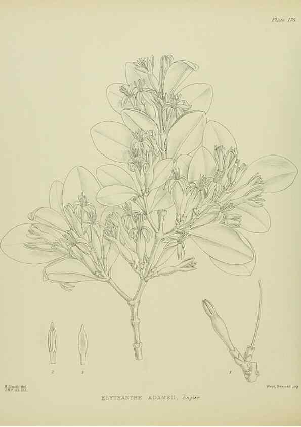 Reproducción/Reproduction 23320771443: Illustrations of the New Zealand flora /. Wellington :John Mackay, Govt. Printer,1914.