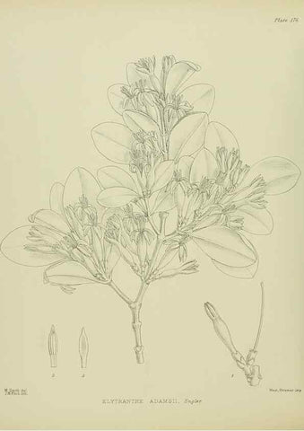 Reproducción/Reproduction 23320771443: Illustrations of the New Zealand flora /. Wellington :John Mackay, Govt. Printer,1914.