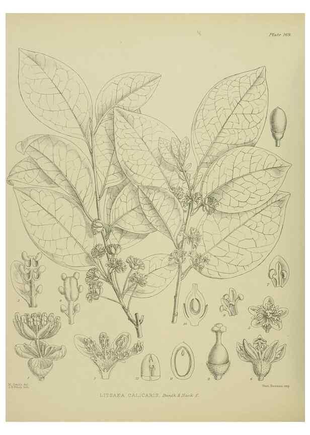 Reproducción/Reproduction 23839268472: Illustrations of the New Zealand flora /. Wellington :John Mackay, Govt. Printer,1914.
