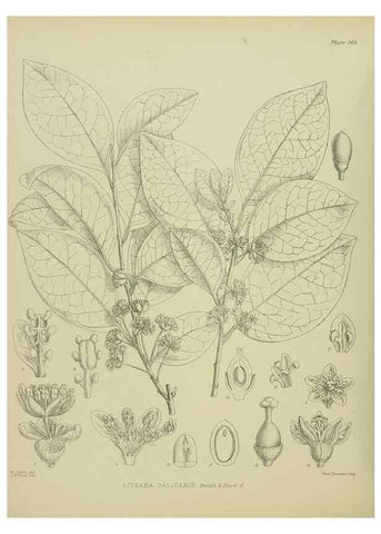 Reproducción/Reproduction 23839268472: Illustrations of the New Zealand flora /. Wellington :John Mackay, Govt. Printer,1914.