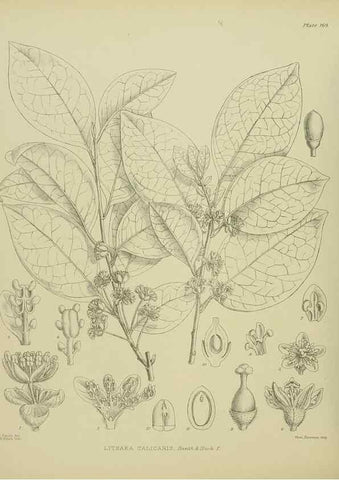 Reproducción/Reproduction 23839268472: Illustrations of the New Zealand flora /. Wellington :John Mackay, Govt. Printer,1914.