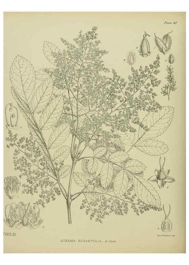 Reproducción/Reproduction 23319916753: Illustrations of the New Zealand flora /. Wellington :John Mackay, Govt. Printer,1914.