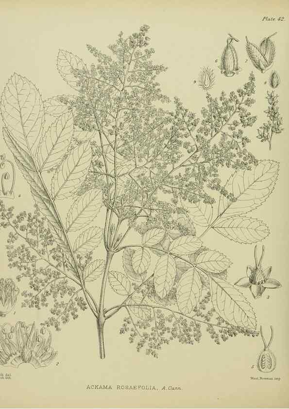 Reproducción/Reproduction 23319916753: Illustrations of the New Zealand flora /. Wellington :John Mackay, Govt. Printer,1914.