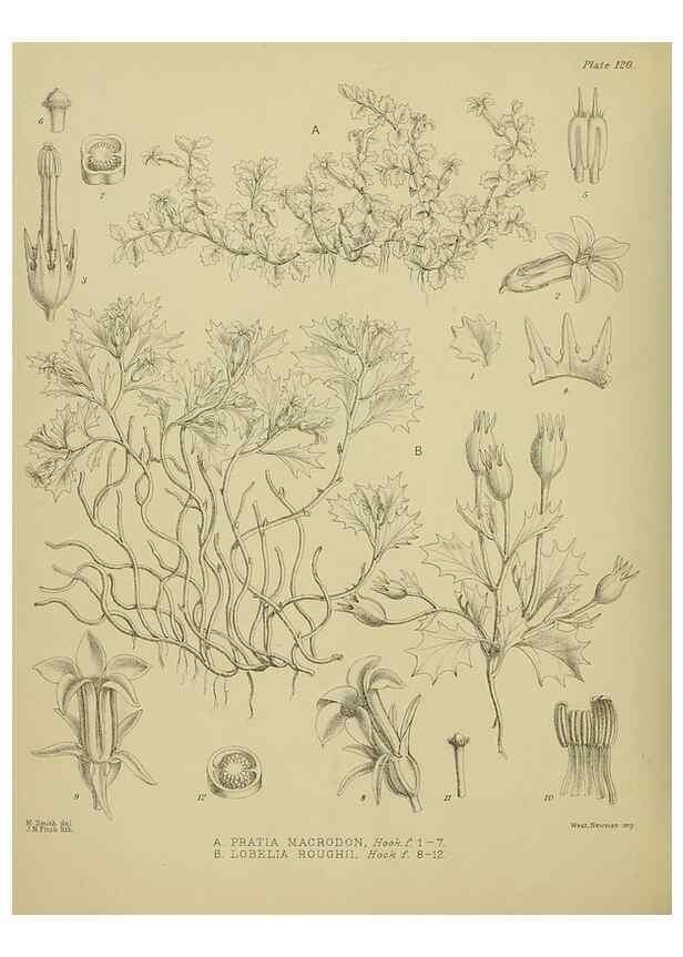 Reproducción/Reproduction 23864443161: Illustrations of the New Zealand flora /. Wellington :John Mackay, Govt. Printer,1914.
