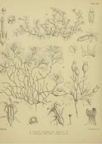 Reproducción/Reproduction 23864443161: Illustrations of the New Zealand flora /. Wellington :John Mackay, Govt. Printer,1914.