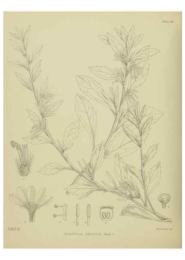 Reproducción/Reproduction 23318711804: Illustrations of the New Zealand flora /. Wellington :John Mackay, Govt. Printer,1914.