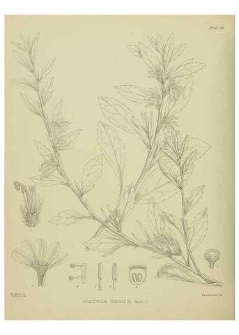 Reproducción/Reproduction 23318711804: Illustrations of the New Zealand flora /. Wellington :John Mackay, Govt. Printer,1914.