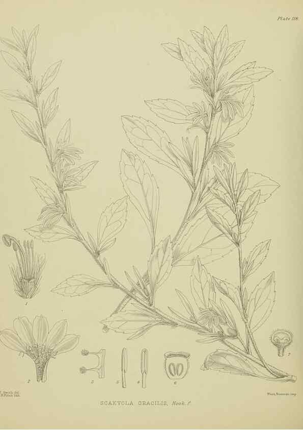 Reproducción/Reproduction 23318711804: Illustrations of the New Zealand flora /. Wellington :John Mackay, Govt. Printer,1914.