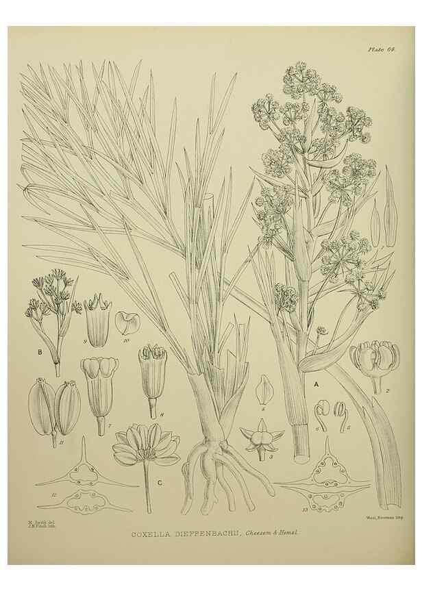 Reproducción/Reproduction 23920673606: Illustrations of the New Zealand flora /. Wellington :John Mackay, Govt. Printer,1914.