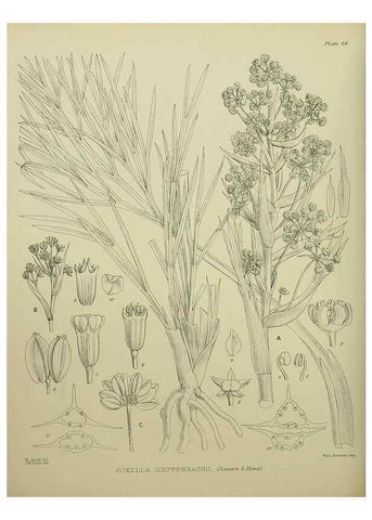 Reproducción/Reproduction 23920673606: Illustrations of the New Zealand flora /. Wellington :John Mackay, Govt. Printer,1914.