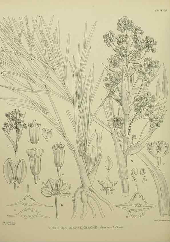 Reproducción/Reproduction 23920673606: Illustrations of the New Zealand flora /. Wellington :John Mackay, Govt. Printer,1914.