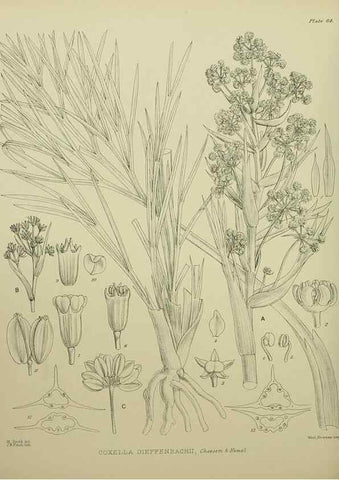 Reproducción/Reproduction 23920673606: Illustrations of the New Zealand flora /. Wellington :John Mackay, Govt. Printer,1914.