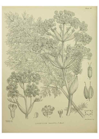 Reproducción/Reproduction 23838503352: Illustrations of the New Zealand flora /. Wellington :John Mackay, Govt. Printer,1914.