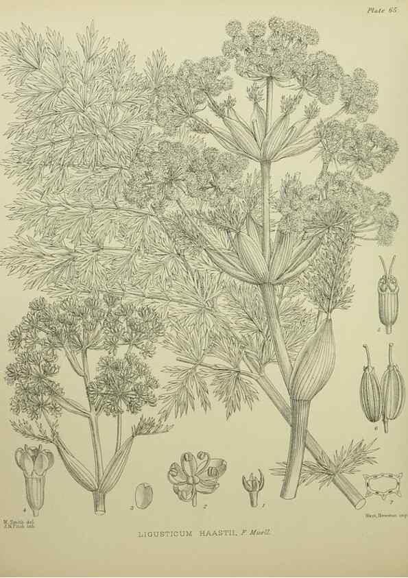 Reproducción/Reproduction 23838503352: Illustrations of the New Zealand flora /. Wellington :John Mackay, Govt. Printer,1914.