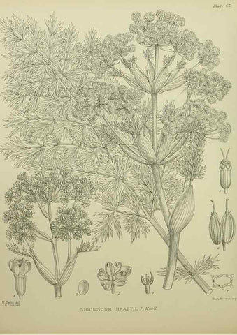 Reproducción/Reproduction 23838503352: Illustrations of the New Zealand flora /. Wellington :John Mackay, Govt. Printer,1914.