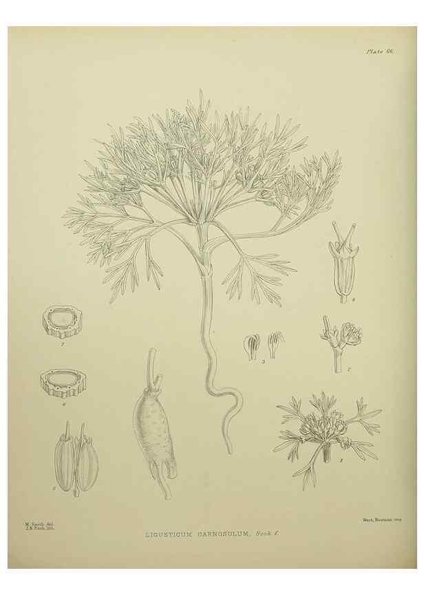 Reproducción/Reproduction 23651097150: Illustrations of the New Zealand flora /. Wellington :John Mackay, Govt. Printer,1914.