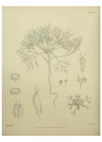 Reproducción/Reproduction 23651097150: Illustrations of the New Zealand flora /. Wellington :John Mackay, Govt. Printer,1914.