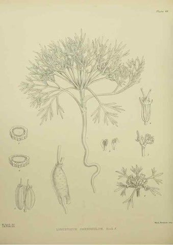 Reproducción/Reproduction 23651097150: Illustrations of the New Zealand flora /. Wellington :John Mackay, Govt. Printer,1914.